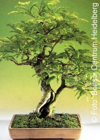 Bonsai - Tamarind, 4st